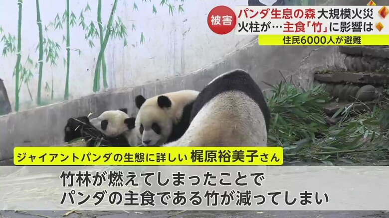 ジャイアントパンダの生態にくわしい梶原裕美子さん談