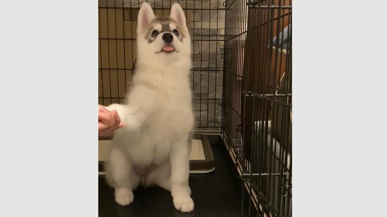 タッチは見事に成功！ただ、舌が可愛く出ている