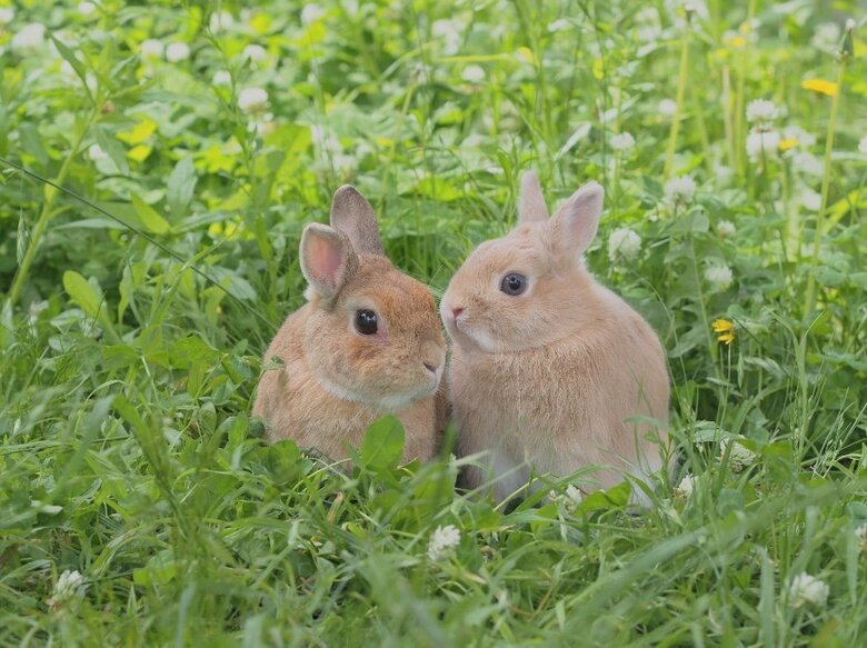写真左：ジミーくん　右：かんぺいくん（提供：さんでんさん）