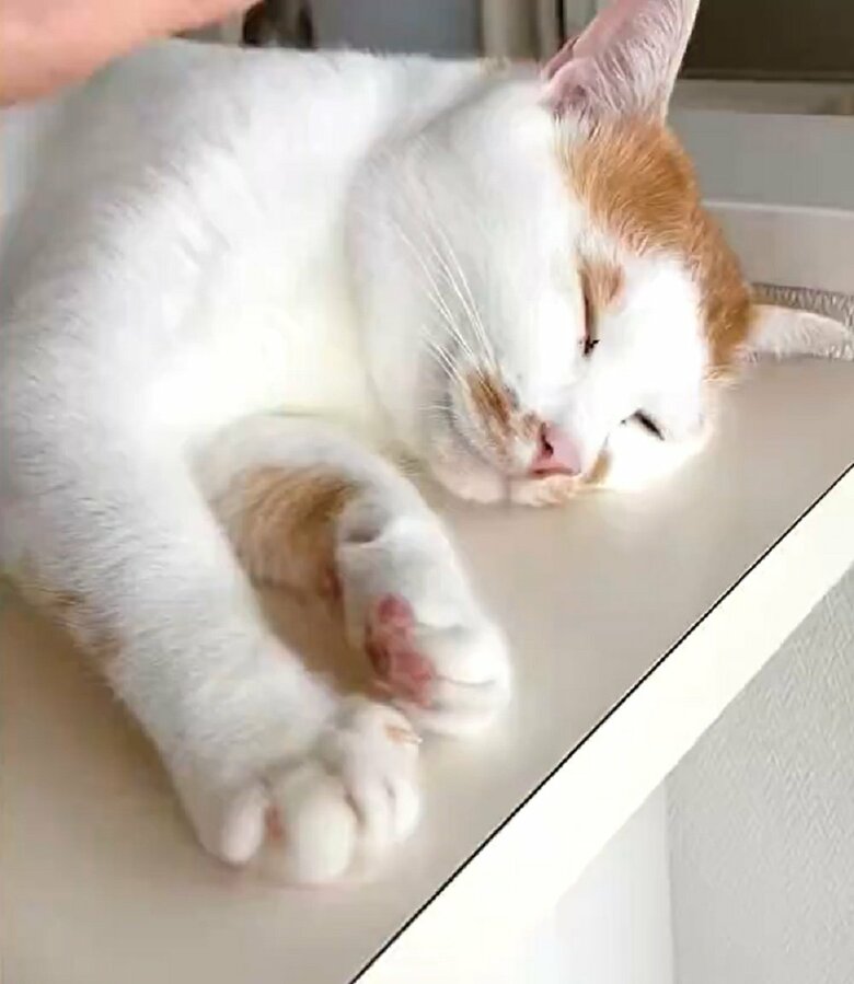 カウンターで寝ているちゃろくん