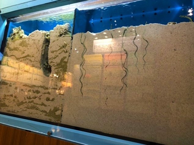 提供：沼津港深海水族館