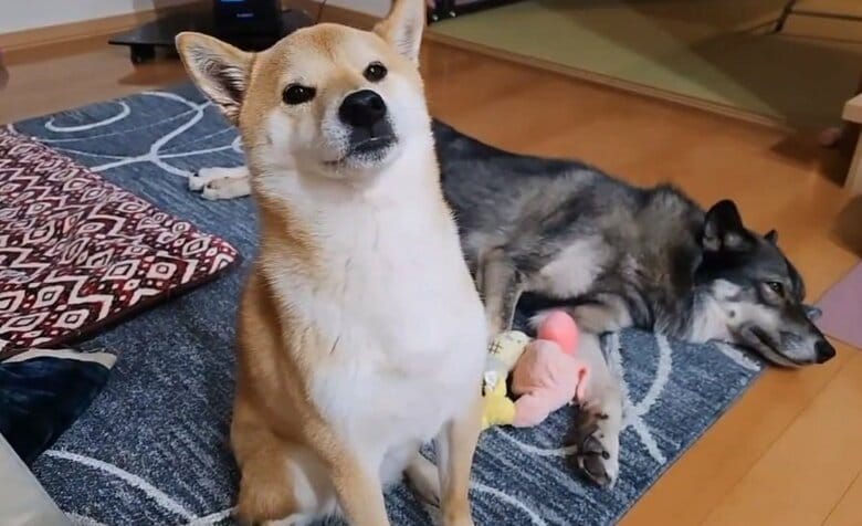 「ごはん待ち」の2匹