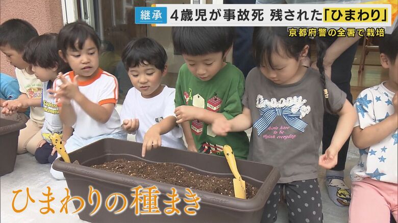 京都市の保育園で行われたひまわりの種まき
