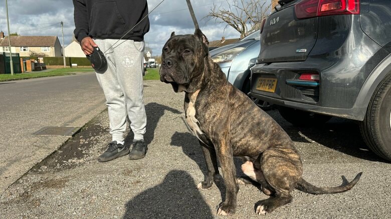 飼い主に直接話を聞き、飼い犬と対面させてもらった。