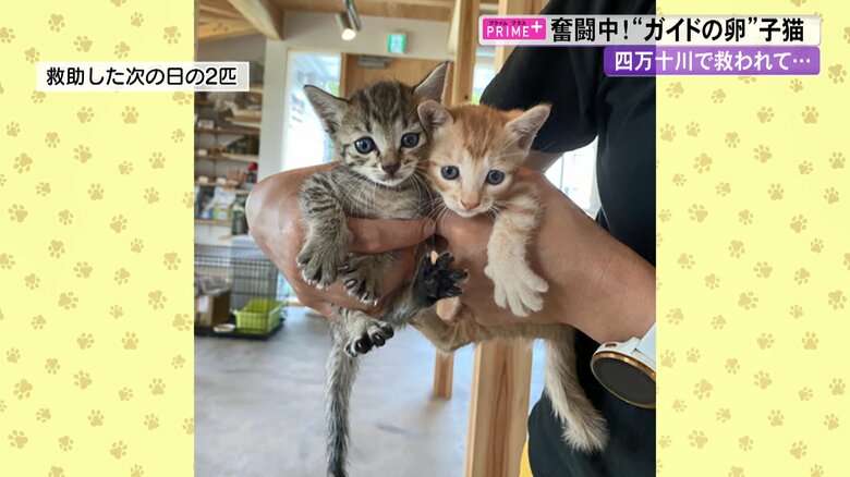 高倉さんに救助された2匹の猫