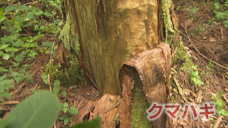 クマが杉の皮をはいだ跡「クマハギ」