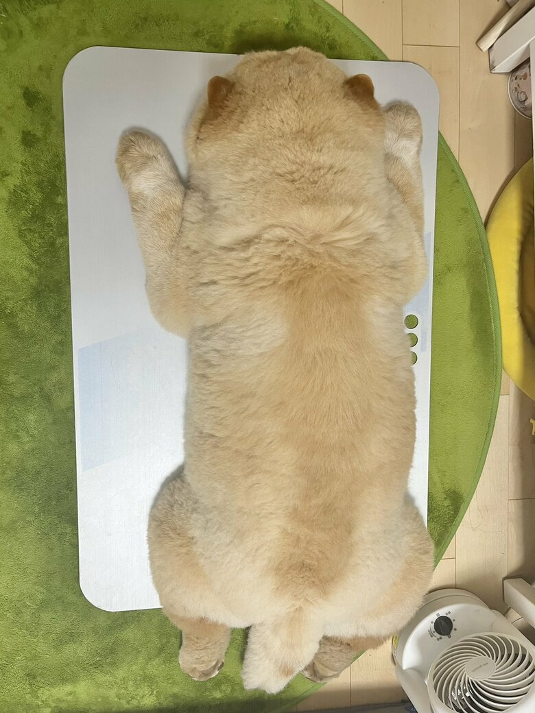 上から見ると…