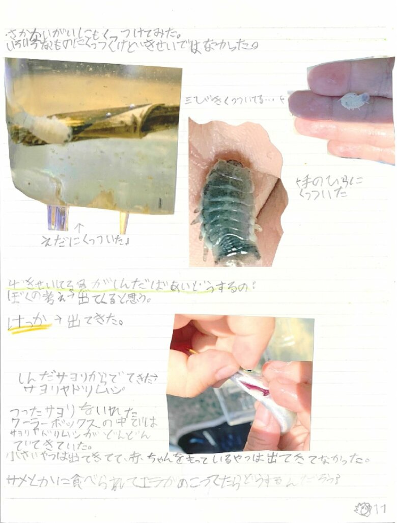 11ペ－ジ目（サヨリヤドリムシでしらべてみた・寄生した魚が死んだら？）