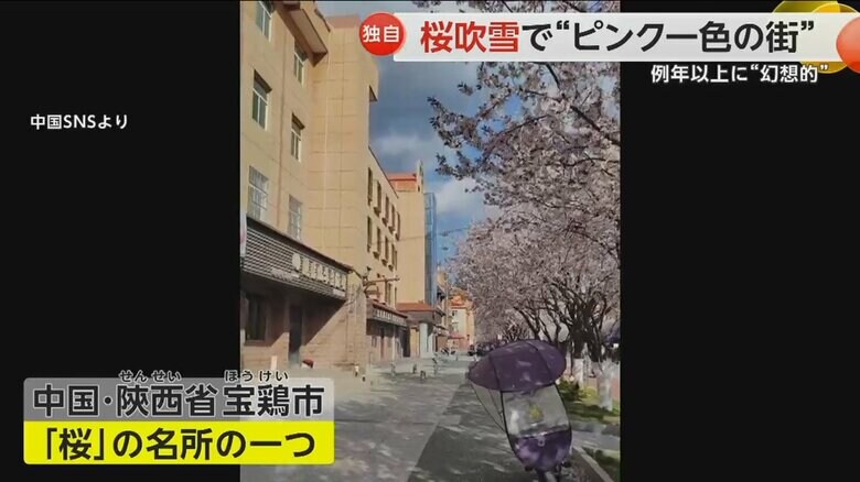 「桜」が有名な陝西省・宝鶏市の街並み
