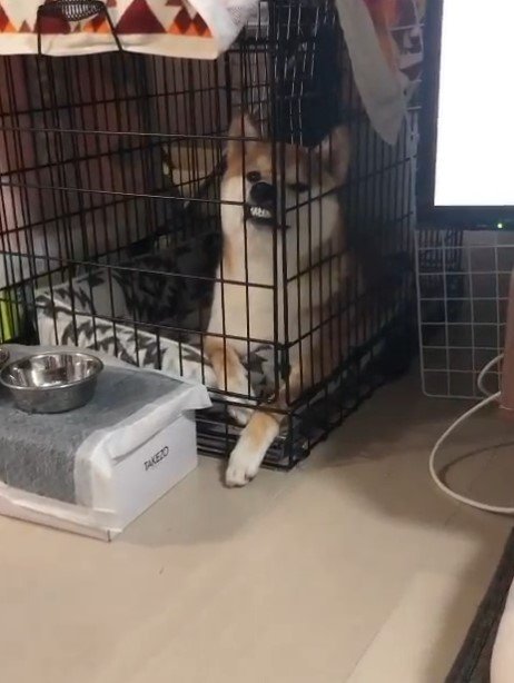 提供：torakichi602さん