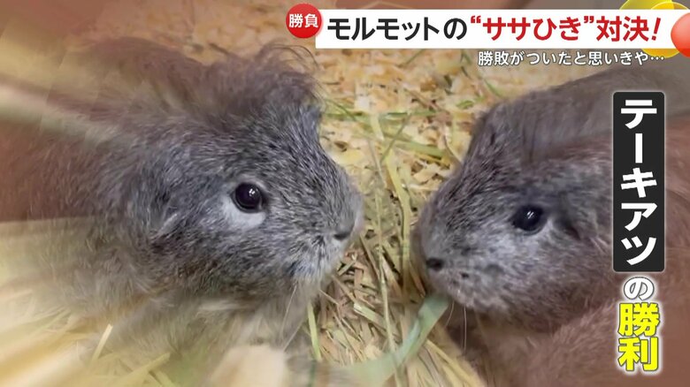 テーキアツとコーキアツの負けられない戦い（提供：いしかわ動物園）