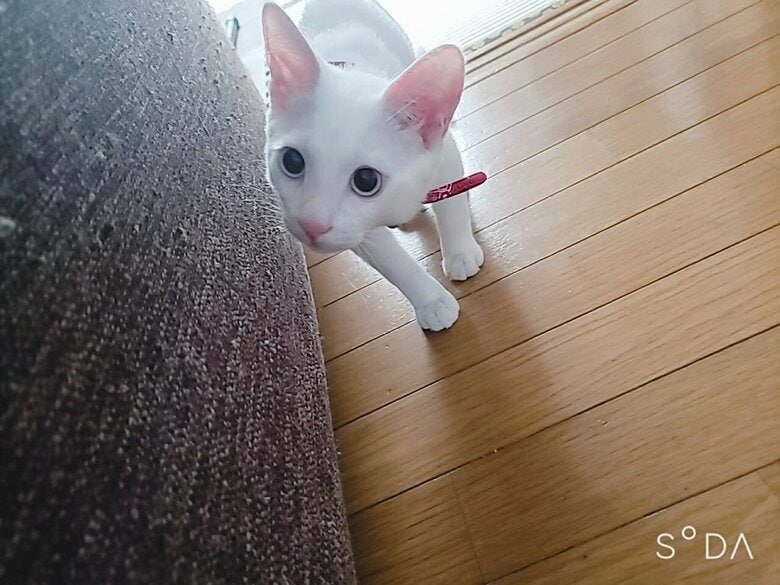 上目遣いのテトくん