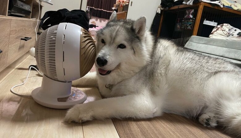シルビアちゃん近すぎる！（提供：ハマジさん）