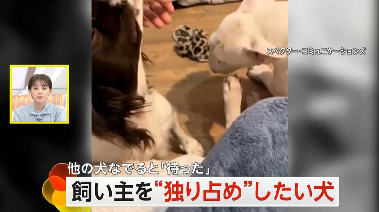 ほかの犬にジェラシーを感じる子犬のアストラちゃん