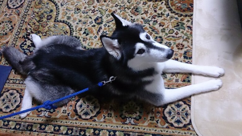 子犬時代のゆづくん