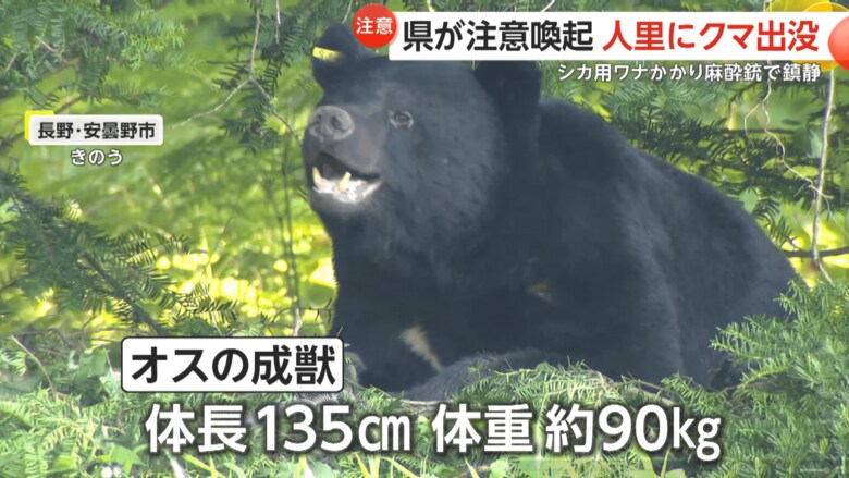 体長135cm・体重約90kgのツキノワグマのオスの成獣