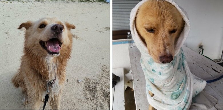 左は海で遊んでご機嫌な大吉くん。右は洗われてしょんぼり…