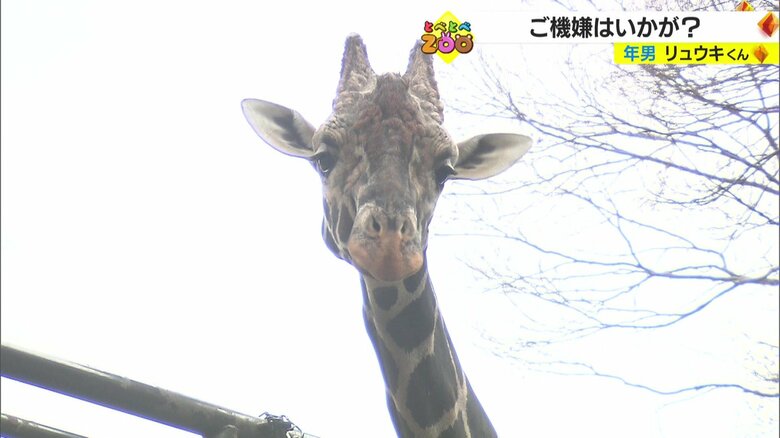 年男・キリンのリュウキ（12歳）