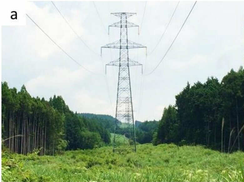 送電線下（画像提供：東京農工大学大学院グローバルイノベーション研究院教授　小池伸介）
