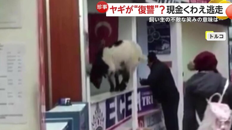 カウンターに飛び乗ったかと思うと、中に入って物色したヤギ