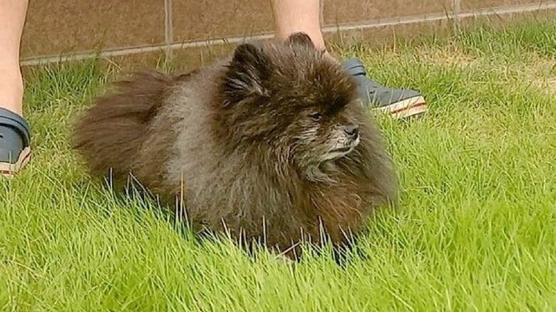 この表情である