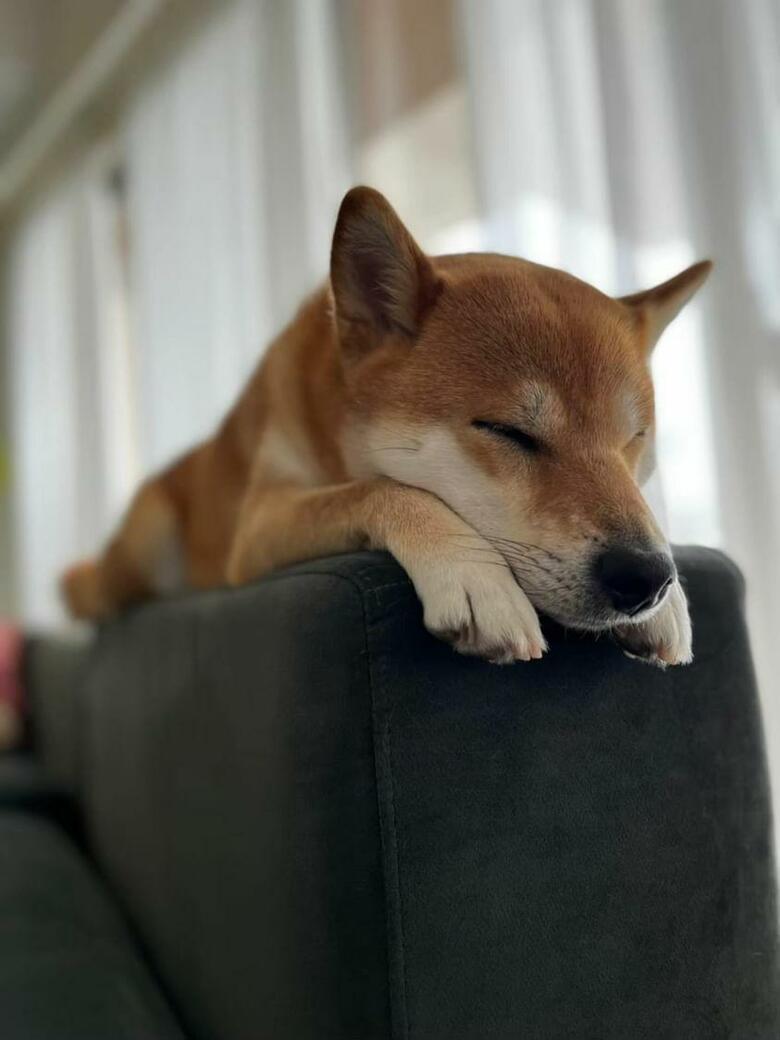 提供：柴犬けいちゃん