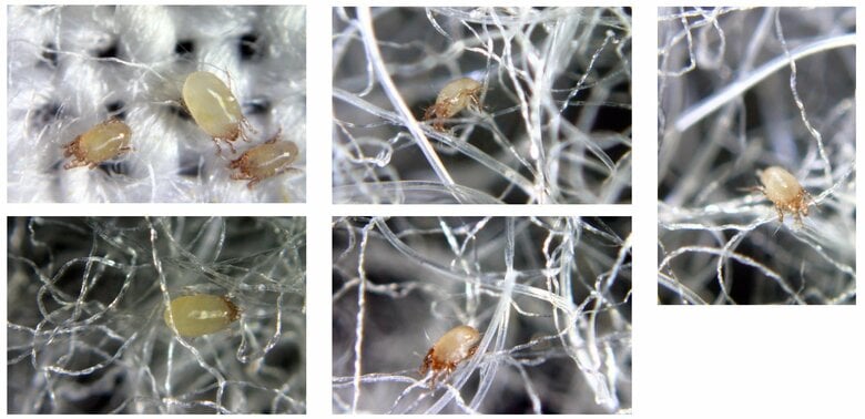 チリダニの一種「コナヒョウヒダニ」の画像　※色の違いは性別によるもの（提供：白井さん）