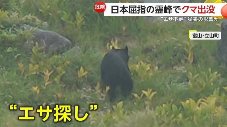 エサを探している様子のクマ