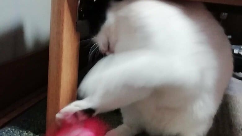 アクセサリーをワンパンしたことも
