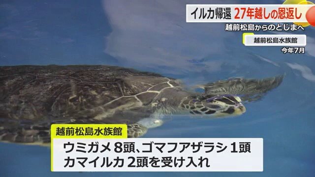 被災し越前松島水族館に避難したウミガメ