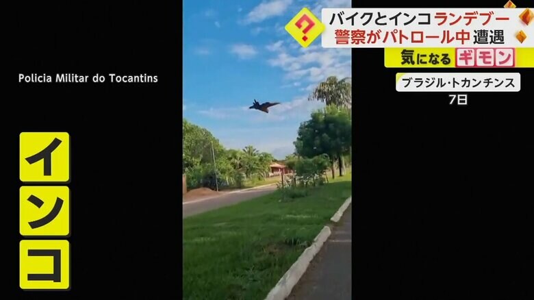 鮮やかなブルーの翼をはためかせて飛ぶインコ
