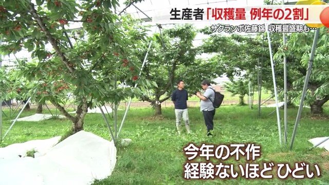 特に佐藤錦で「経験がないほどひどい不作」