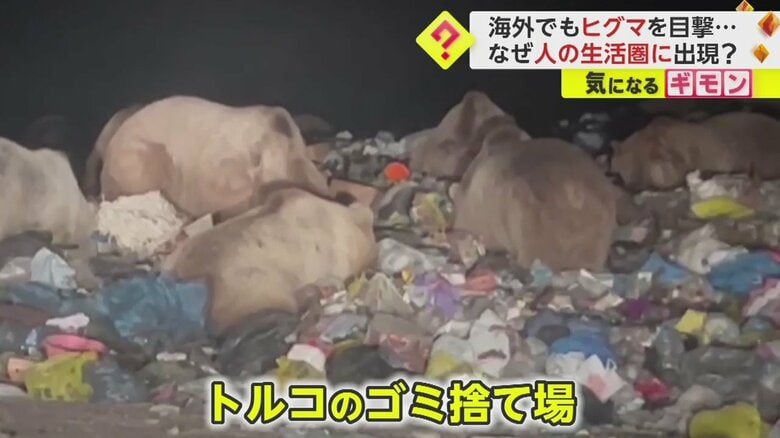 ゴミ捨て場をあさるヒグマ（ヒグマ）