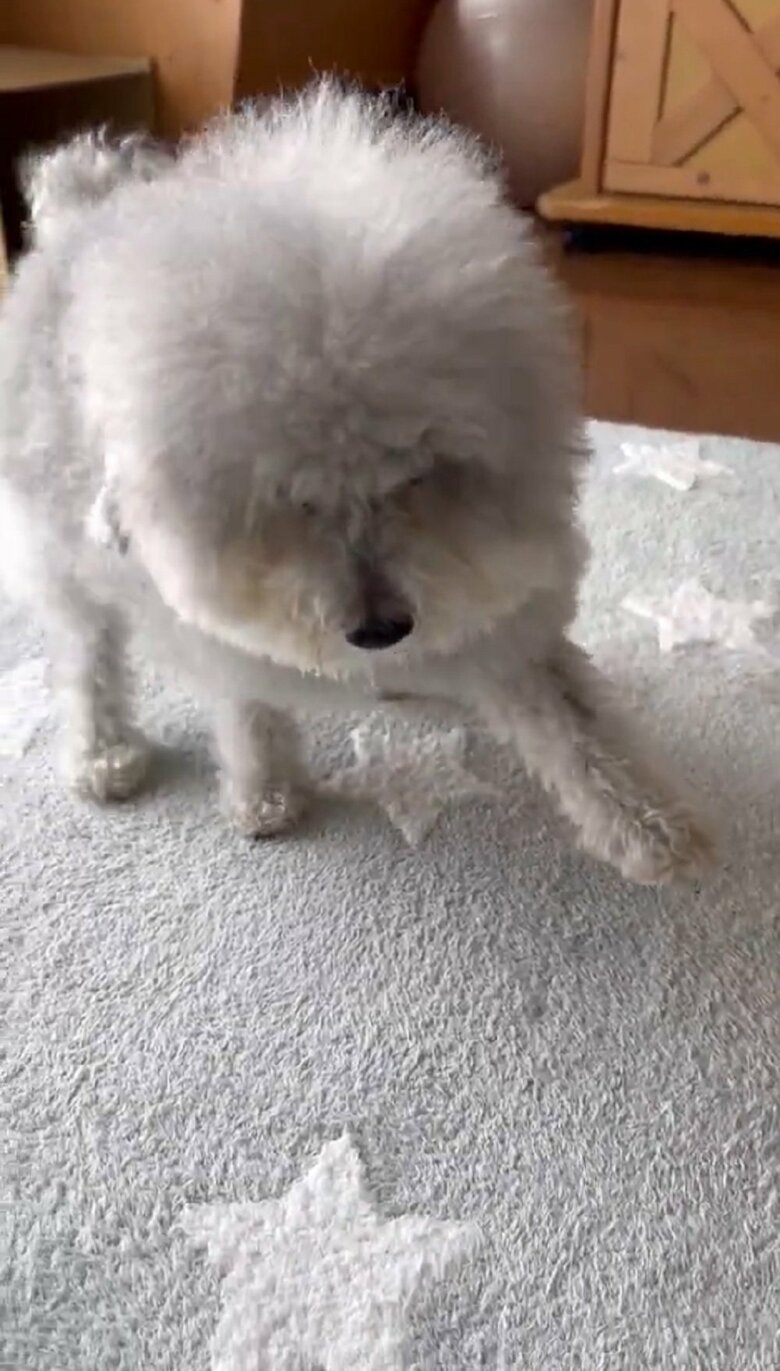 左前足をかばいながら歩いている