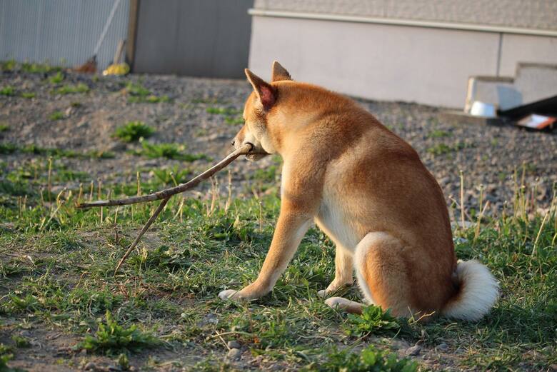 枝をくわえて物思いにふける？