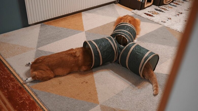 提供：ちい むう ととろさん