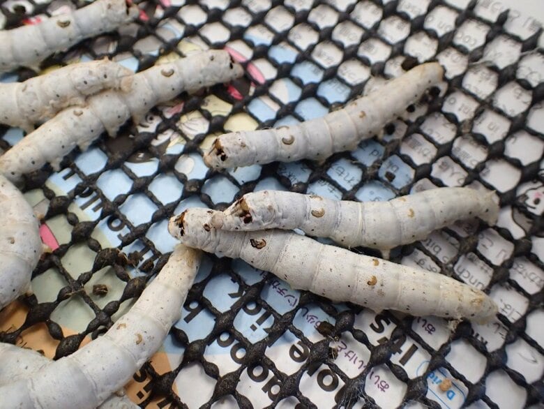 去年、愛子さまが飼育された蚕（宮内庁提供）