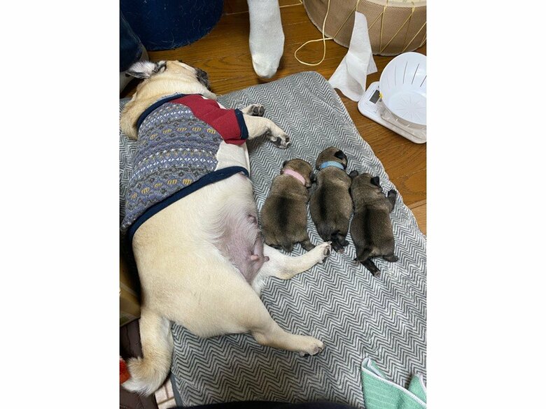 お母さんになったくるみちゃん