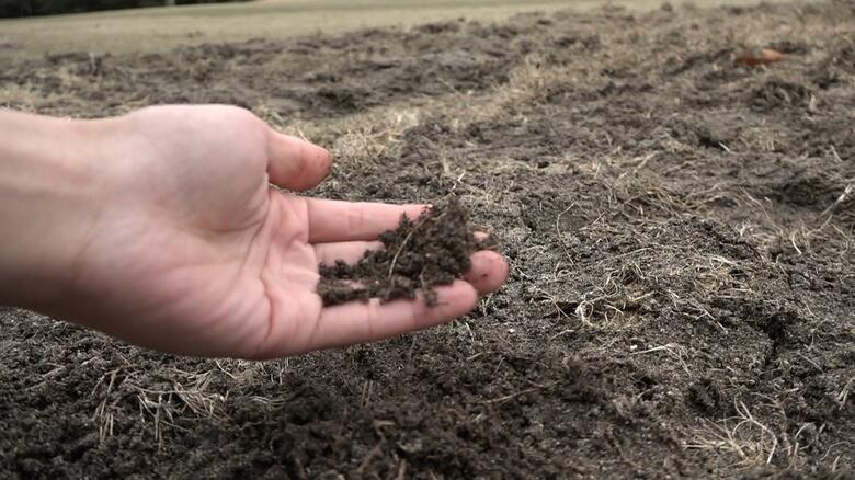 土壌の質が良い芝生エリアのミミズなどが目当てか