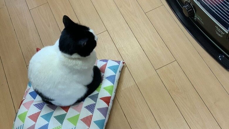 冬はストーブの前が定位置