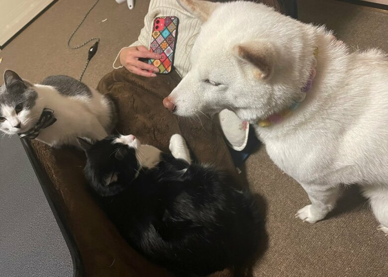 提供：連呼 cubnushi all-starさん