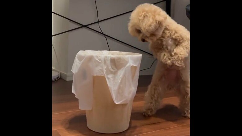 覗き込むため、思わず二足歩行に！