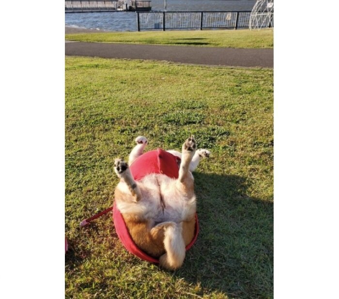 提供：柴犬ななさん