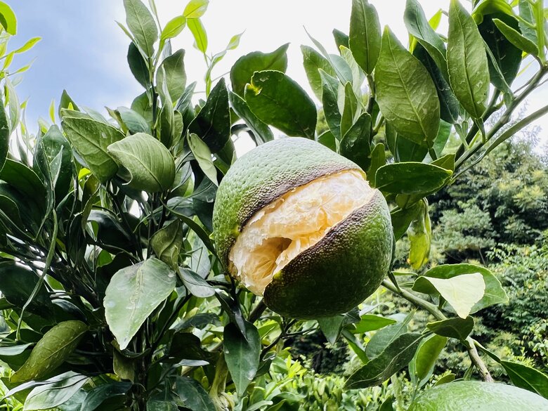 通常の割れ方（提供：のま果樹園）