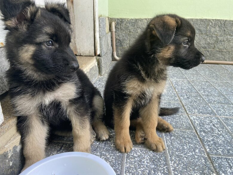 子犬時代の兄弟