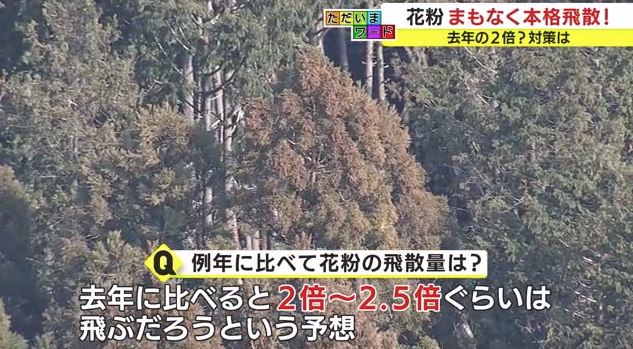 加藤医師「飛散量は去年の2～2.5倍」