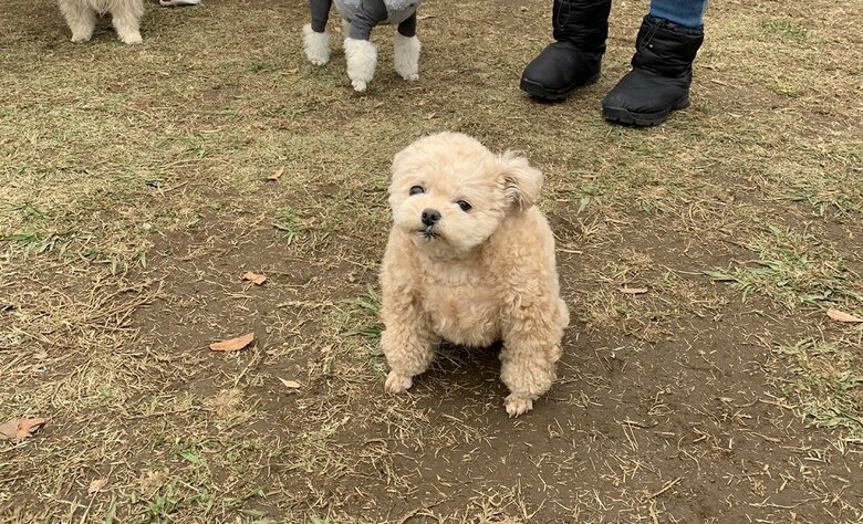 ドッグランではあまりランしない