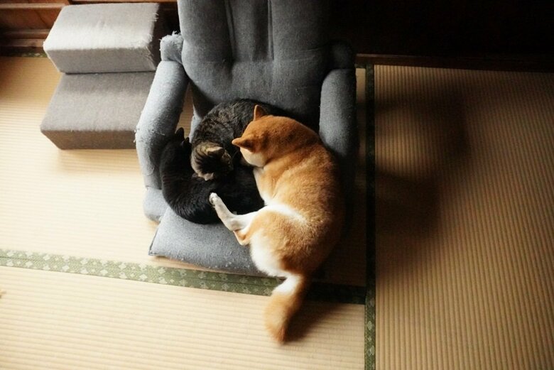 くっついてお昼寝