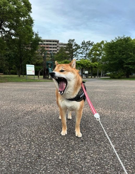 提供：はちさん