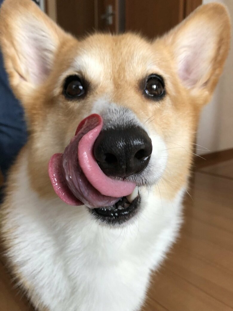 今回はうっかり勘違いしてしまったよう